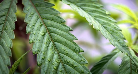 Read more about the article Unlocking the appetite-stimulating secrets of cannabis through rodent brain studies